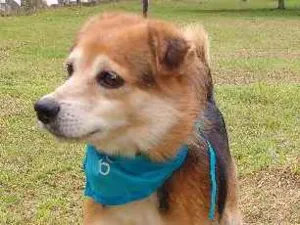 Cachorro raça SRD idade 6 ou mais anos nome PUCKI