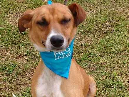 Cachorro ra a SRD idade 3 anos nome YAN