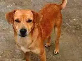 Cachorro ra a SRD idade 4 anos nome BILÚ
