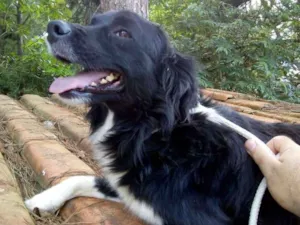 Cachorro raça S idade 3 anos nome LUCA