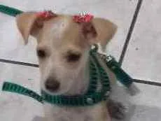Cachorro raça vira lata idade  nome malu
