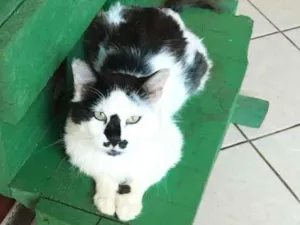 Gato raça SRD idade 1 ano nome CASEMIRO