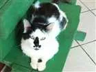 Gato raça SRD idade 1 ano nome CASEMIRO