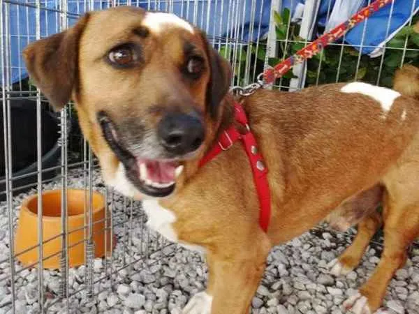 Cachorro ra a SRD idade 4 anos nome Billy