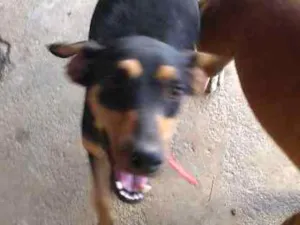 Cachorro raça Viralata idade 7 a 11 meses nome Vitória