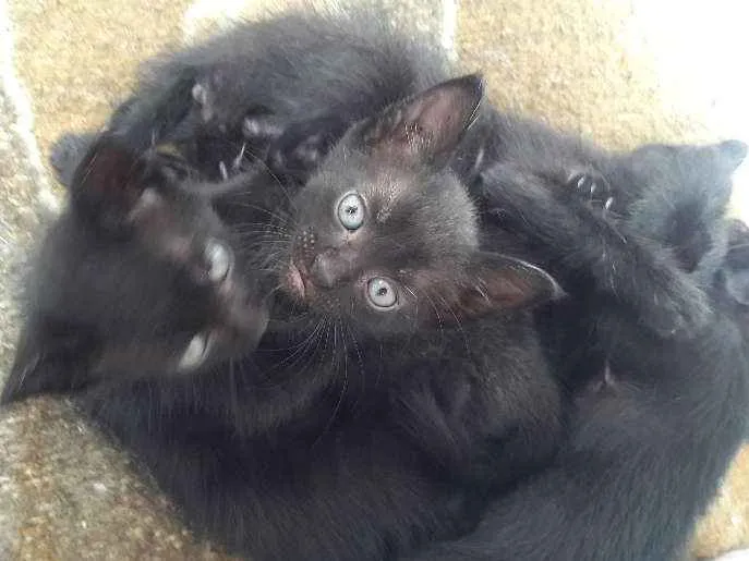 Gato ra a Srd idade Abaixo de 2 meses nome Ainda não tem nomes