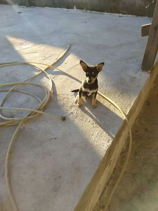 Cachorro raça Mestiço/labrador idade 2 a 6 meses nome Pingo e gota