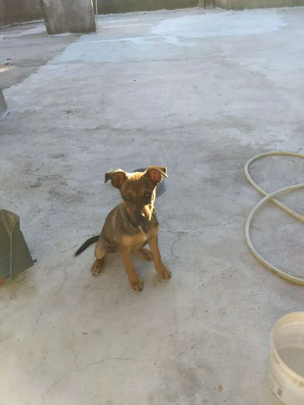 Cachorro raça Mestiço/labrador idade 2 a 6 meses nome Pingo e gota