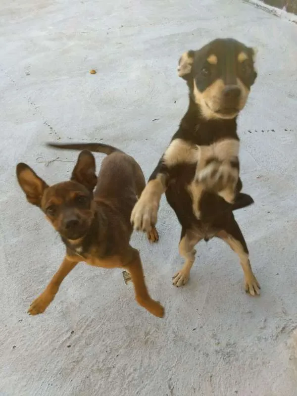 Cachorro raça Mestiço/labrador idade 2 a 6 meses nome Pingo e gota