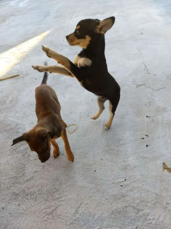 Cachorro raça Mestiço/labrador idade 2 a 6 meses nome Pingo e gota