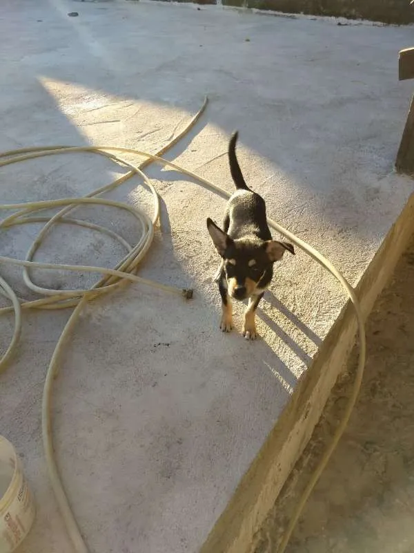 Cachorro raça Mestiço/labrador idade 2 a 6 meses nome Pingo e gota