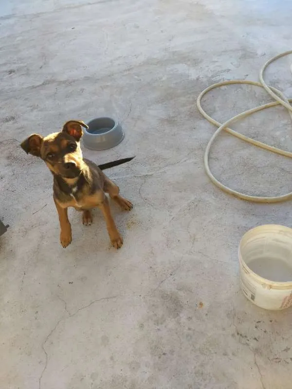 Cachorro raça Mestiço/labrador idade 2 a 6 meses nome Pingo e gota