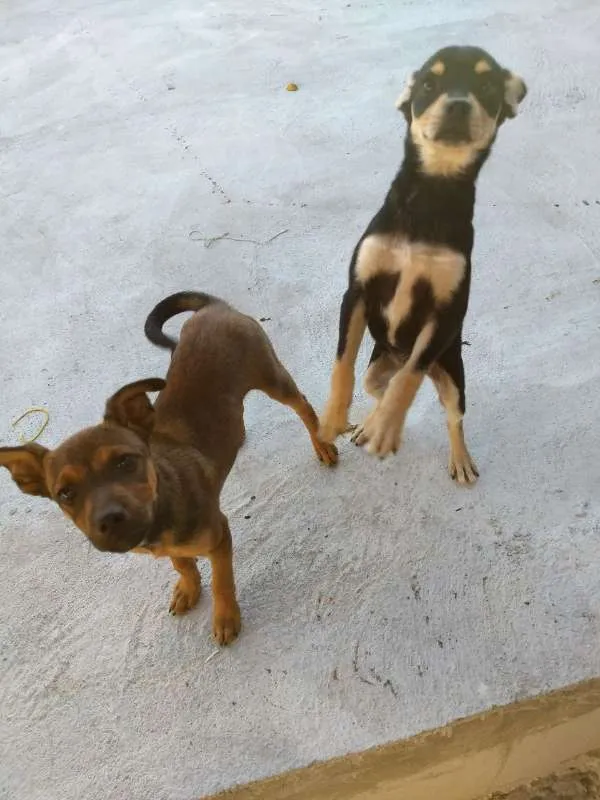 Cachorro raça Mestiço/labrador idade 2 a 6 meses nome Pingo e gota