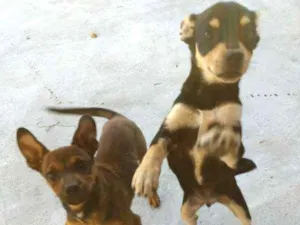 Cachorro raça Mestiço/labrador idade 2 a 6 meses nome Pingo e gota