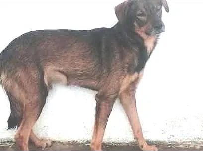 Cachorro ra a SRD idade 3 anos nome GRINGO