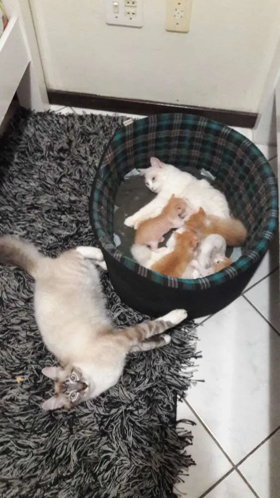 Gato ra a mae siamês e mistura de angorá idade Abaixo de 2 meses nome sem nome
