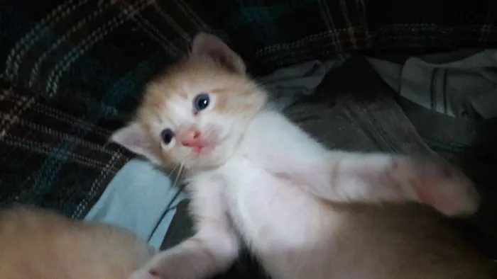 Gato ra a mae siamês e mistura de angorá idade Abaixo de 2 meses nome sem nome