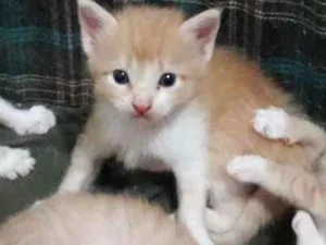 Gato raça mae siamês e mistura de angorá idade Abaixo de 2 meses nome sem nome