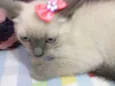 FRIDA