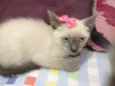 FRIDA