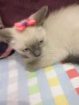 FRIDA