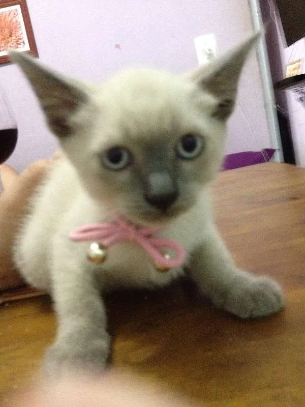 Gato ra a  idade  nome FRIDA