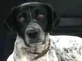 Cachorro raça SRD idade 2 anos nome Neymar