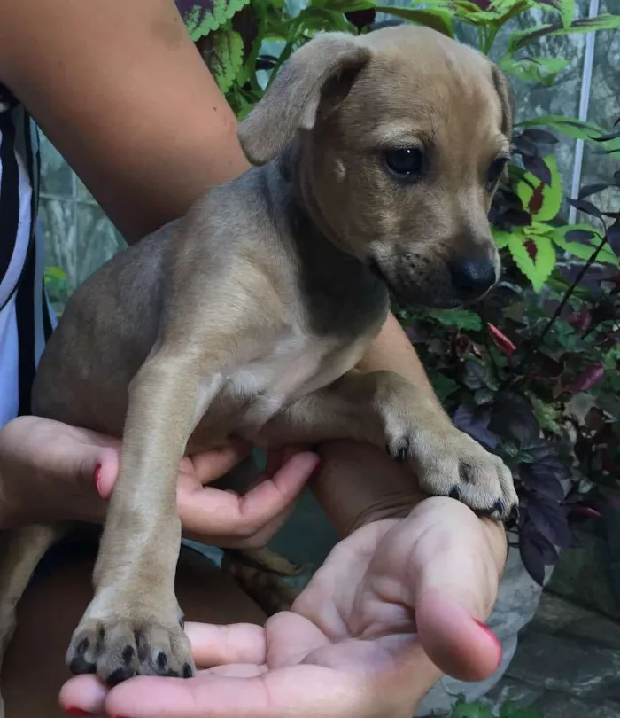 Cachorro raça Vira lata  idade Abaixo de 2 meses nome Marco Antônio 