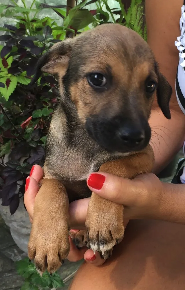 Cachorro raça Vira lata  idade Abaixo de 2 meses nome Dudu