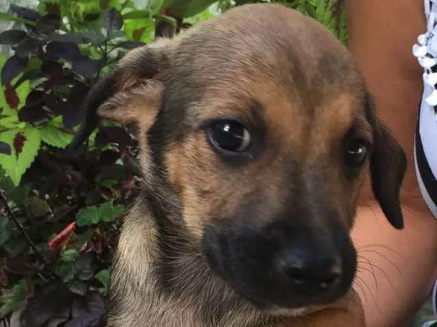 Cachorro raça Vira lata  idade Abaixo de 2 meses nome Dudu