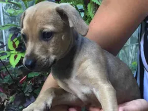 Cachorro raça Vira lata  idade Abaixo de 2 meses nome Marco Antônio 