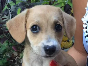 Cachorro raça Vira lata idade Abaixo de 2 meses nome Layla 