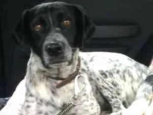 Cachorro raça SRD idade 2 anos nome Neymar