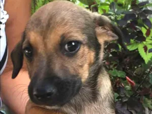 Cachorro raça Vira lata  idade Abaixo de 2 meses nome Dudu
