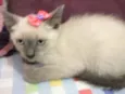 FRIDA