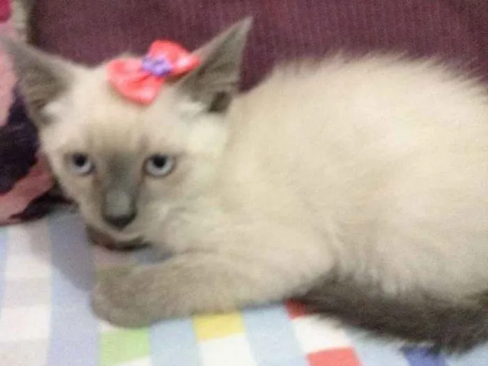 Gato ra a  idade  nome FRIDA