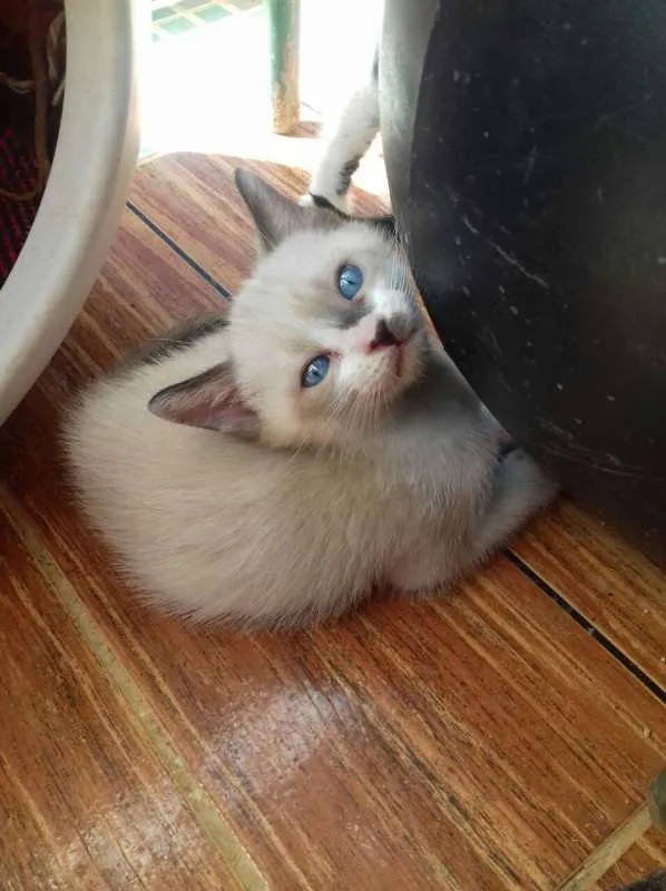 Gato ra a srd idade 2 a 6 meses nome sem nome 
