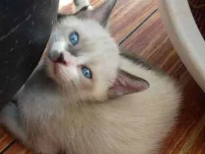 Gato raça srd idade 2 a 6 meses nome sem nome 