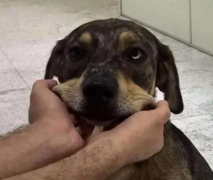 Cachorro ra a SRD idade 5 anos nome Sem nome