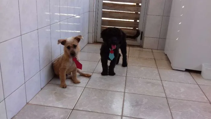 Cachorro raça vira lata idade 7 a 11 meses nome Kong