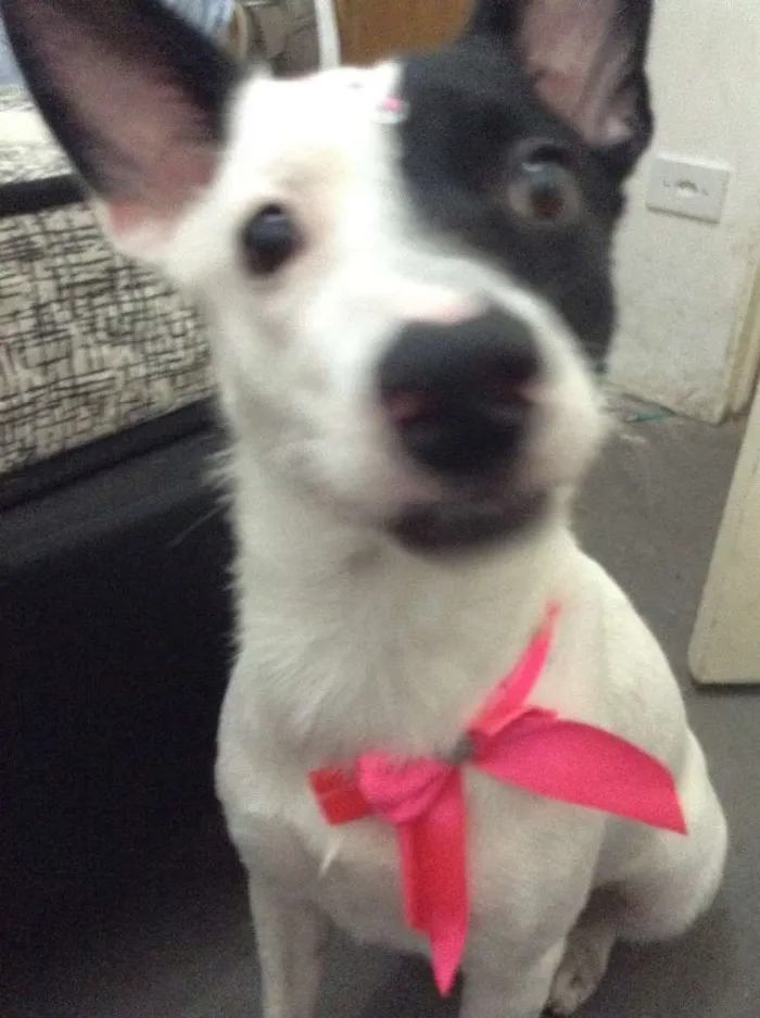 Cachorro ra a Vira-lata idade 1 ano nome Marisol
