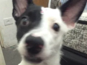 Cachorro raça Vira-lata idade 1 ano nome Marisol