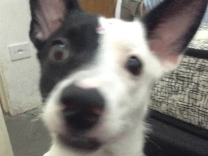 Cachorro ra a Vira-lata idade 1 ano nome Marisol