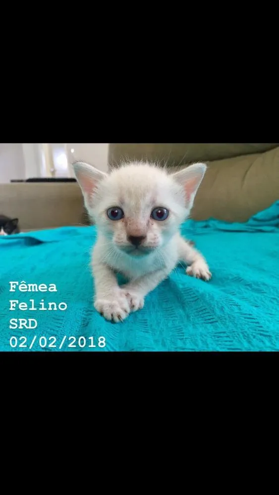 Gato ra a SRD idade 2 a 6 meses nome Gatinhos fofinhos