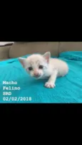 Gatinhos fofinhos