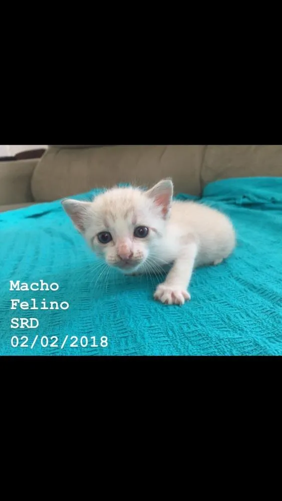 Gato ra a SRD idade 2 a 6 meses nome Gatinhos fofinhos