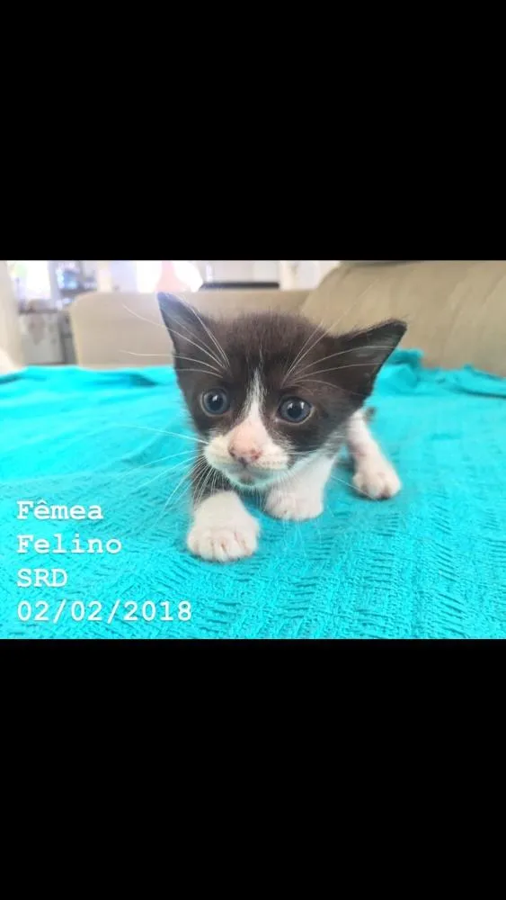 Gato ra a SRD idade 2 a 6 meses nome Gatinhos fofinhos