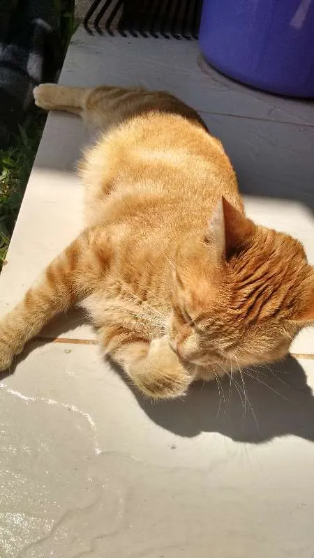 Gato ra a sem raça definida idade 4 anos nome Caipora