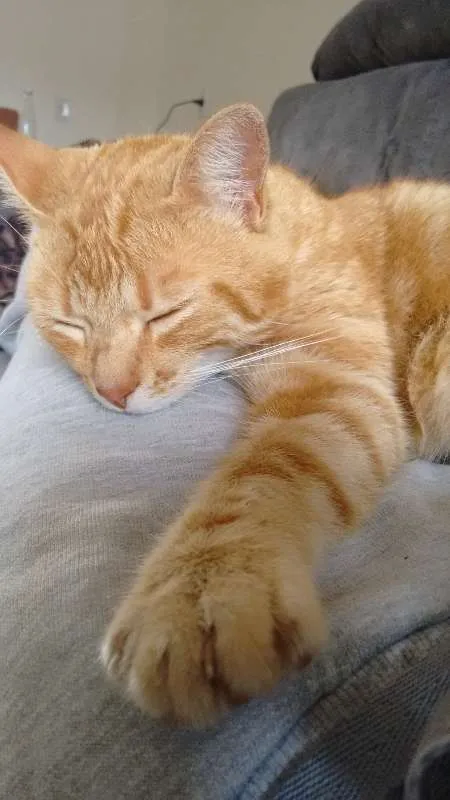 Gato ra a sem raça definida idade 4 anos nome Caipora