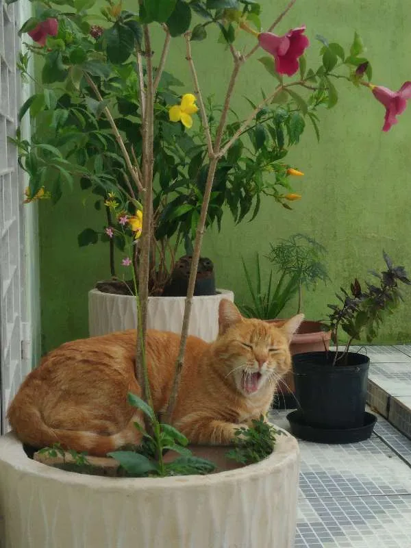 Gato ra a sem raça definida idade 4 anos nome Caipora